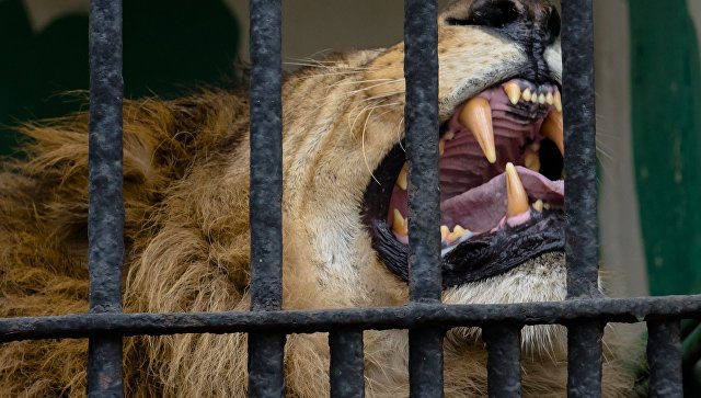 На валлийского регбиста напал лев в зоопарке ЮАР