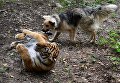 Тигренок Шерхан и собака Табаки в Приморском сафари-парке Тигренок Шерхан и собака Табаки в Приморском сафари-парке