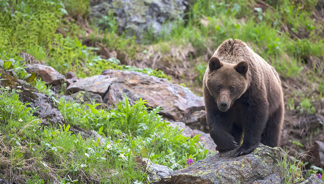 Медведь байкальский фото