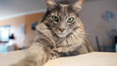 Домашний кот Домашний кот