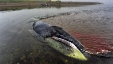 Застрявший гренландский кит на острове Большой Шантар Застрявший гренландский кит на острове Большой Шантар