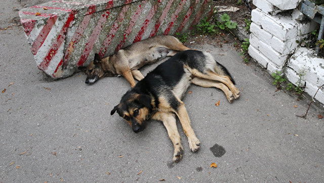 Под Астраханью бродячие собаки напали на ребенка 