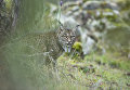 Работа фотографа из Испании Laura Albiac Vilas Glimpse of a lynx в категории Молодой фотограф от 11 до 14 лет в финале конкурса Wildlife Photographer of the Year 2017 Работа фотографа из Испании Laura Albiac Vilas Glimpse of a lynx в категории Молодой фотограф от 11 до 14 лет в финале конкурса Wildlife Photographer of the Year 2017