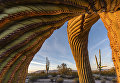 Работа фотографа из США Jack Dykinga Saguaro twist в категории Растения и грибы в финале конкурса Wildlife Photographer of the Year 2017 Работа фотографа из США Jack Dykinga Saguaro twist в категории Растения и грибы в финале конкурса Wildlife Photographer of the Year 2017