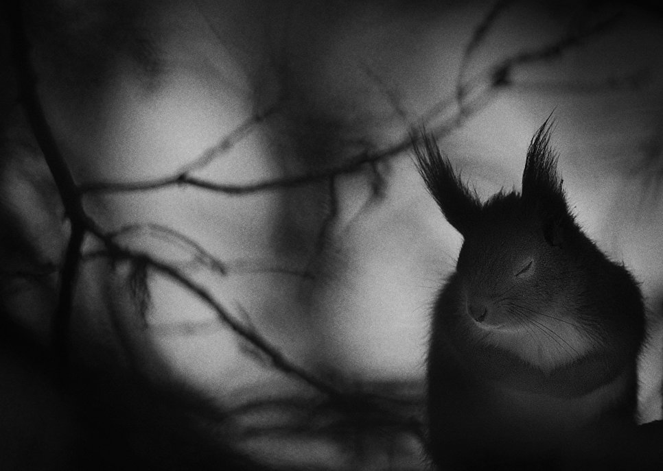 Работа фотографа из Швеции Mats Andersson Winter pause в категории Черное и белое в финале конкурса Wildlife Photographer of the Year 2017 Работа фотографа из Швеции Mats Andersson Winter pause в категории Черное и белое в финале конкурса Wildlife Photographer of the Year 2017