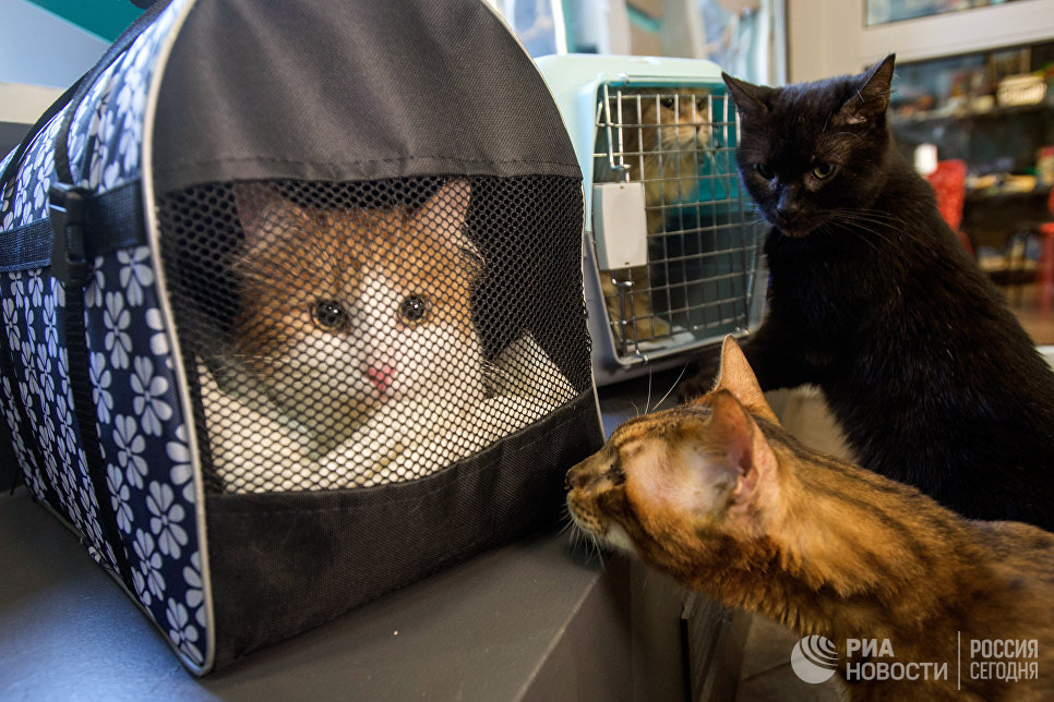 Коты, живущие в котокафе Республика кошек, знакомятся с эрмитажными котами Коты, живущие в котокафе Республика кошек, знакомятся с эрмитажными котами