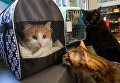 Коты, живущие в котокафе Республика кошек, знакомятся с эрмитажными котами Коты, живущие в котокафе Республика кошек, знакомятся с эрмитажными котами
