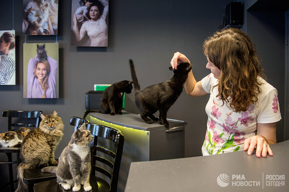 В котокафе Республика кошек в Санкт-Петербурге, где ежемесячно проходят благотворительные акции Все оттенки кошачьего по раздаче кошек из городских приютов в добрые руки