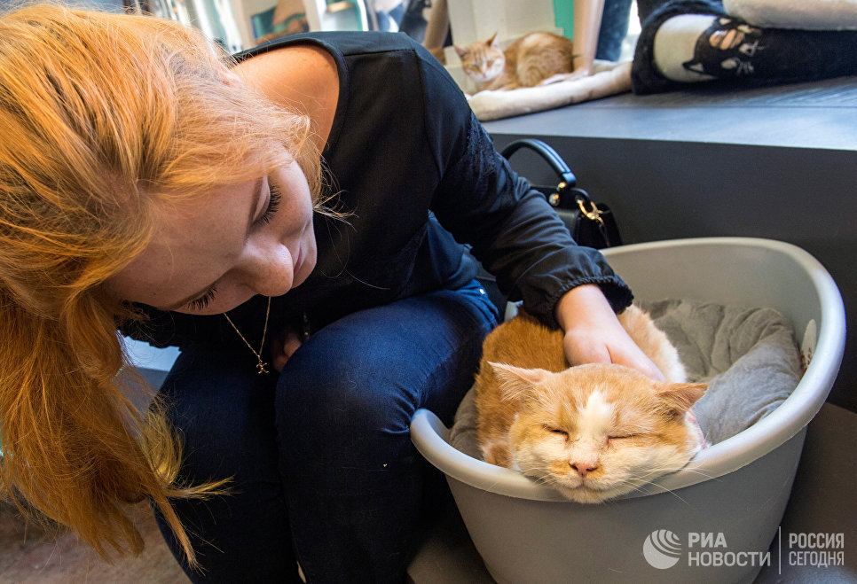 Посетительница котокафе Республика кошек в Санкт-Петербурге, где ежемесячно проходят благотворительные акции Все оттенки кошачьего по раздаче кошек из городских приютов в добрые руки