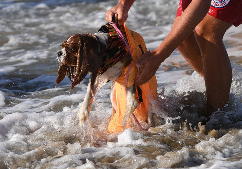 Участник турнира по собачьему серфингу Surf City Surf Dog на пляже Хантингтон-Бич, Калифорния. 23 сентября 2017 года Участник турнира по собачьему серфингу Surf City Surf Dog на пляже Хантингтон-Бич, Калифорния. 23 сентября 2017 года