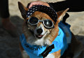 Участник турнира по собачьему серфингу Surf City Surf Dog на пляже Хантингтон-Бич, Калифорния. 23 сентября 2017 года Участник турнира по собачьему серфингу Surf City Surf Dog на пляже Хантингтон-Бич, Калифорния. 23 сентября 2017 года