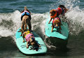 Ежегодный турнир по собачьему серфингу Surf City Surf Dog на пляже Хантингтон-Бич, Калифорния. 23 сентября 2017 года Ежегодный турнир по собачьему серфингу Surf City Surf Dog на пляже Хантингтон-Бич, Калифорния. 23 сентября 2017 года