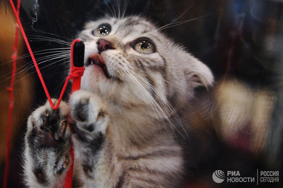 Кошка породы шотландская вислоухая на выставке Кэт-Салон-Февраль в Москве Кошка породы шотландская вислоухая на выставке Кэт-Салон-Февраль в Москве