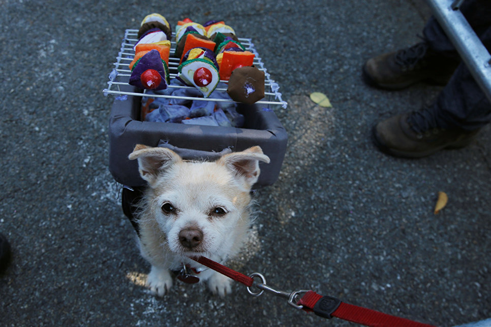 Костюмированный Хеллоуин-парад собак в Нью-Йорке