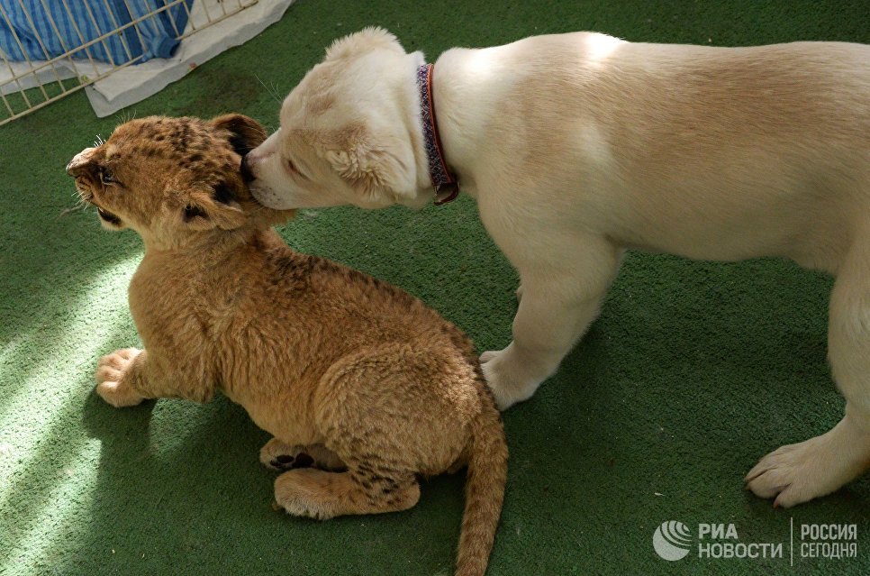 Маленькая львица Астра и щенок среднеазиатской овчарки по кличке Эльза Маленькая львица Астра и щенок среднеазиатской овчарки по кличке Эльза