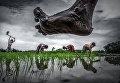 Sujan Sarkar. Paddy cultivation Sujan Sarkar. Paddy cultivation