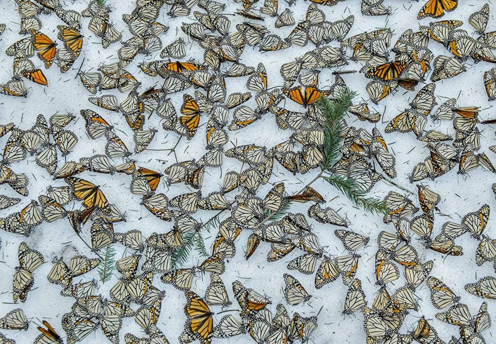 Jaime Rojo. Monarchs in the Snow Jaime Rojo. Monarchs in the Snow
