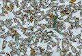 Jaime Rojo. Monarchs in the Snow Jaime Rojo. Monarchs in the Snow