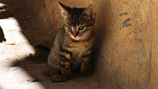Котенок на улице. архивное фото Котенок на улице. архивное фото