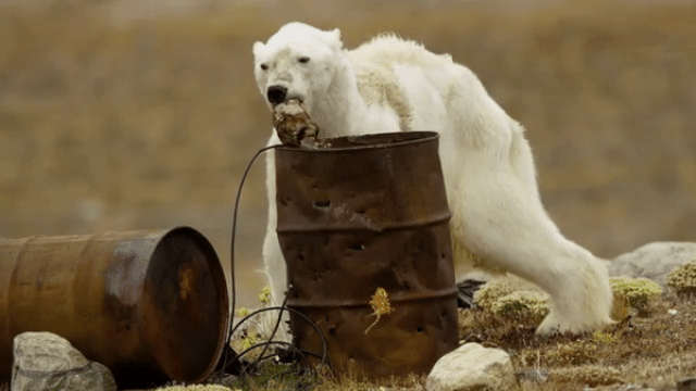 Белые медведи стали гибнуть от голода, связанного с глобальным потеплением? - фото 4