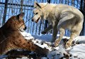 Канадская пума по кличке Пумка и щенок хаски по кличке Умка осваивают новую территорию в Приморском сафари-парке во Владивостоке Канадская пума по кличке Пумка и щенок хаски по кличке Умка осваивают новую территорию в Приморском сафари-парке во Владивостоке