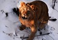 Один их четырех полуторагодовалых африканских львов, которых привезли из крымского парка львов Тайган, осваивает новую территорию в Приморском сафари-парке во Владивостоке Один их четырех полуторагодовалых африканских львов, которых привезли из крымского парка львов Тайган, осваивает новую территорию в Приморском сафари-парке во Владивостоке