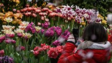 Посетитель на выставке в Аптекарском огороде Ботанического сада МГУ. Архивное фото Посетитель на выставке в Аптекарском огороде Ботанического сада МГУ. Архивное фото