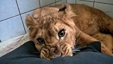 Львенок Эльза в центре помощи диким животным Велес в Ленобласти Львенок Эльза в центре помощи диким животным Велес в Ленобласти