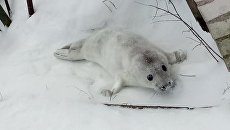 Серый тюлень, спасенный в Финском заливе Серый тюлень, спасенный в Финском заливе