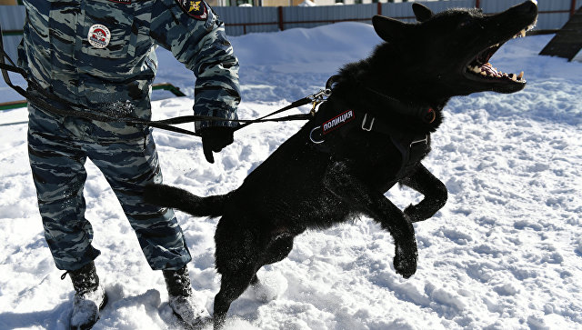 Тренировка служебной собаки в Центре кинологической службы МВД в Москве