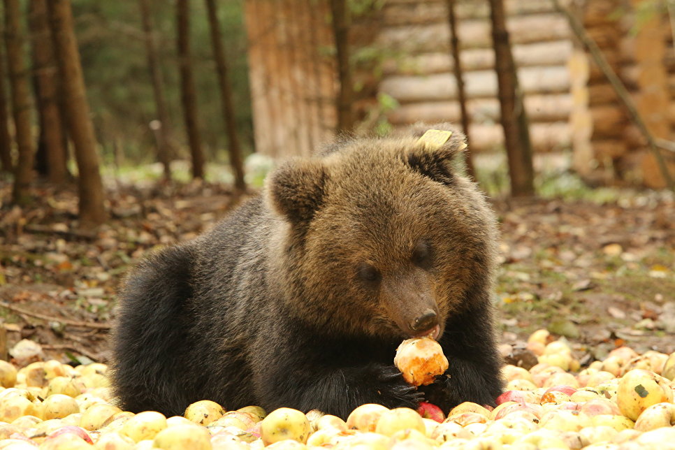Медвежонок угощается яблоками, биостанция Чистый лес, деревня Бубоницы, Тверская область. 