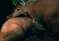 Самка трубкозуба по кличке Багги и ее детеныш, родившийся в Екатеринбургском зоопарке Самка трубкозуба по кличке Багги и ее детеныш, родившийся в Екатеринбургском зоопарке
