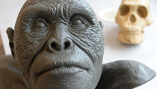 Реконструкция внешности Homo naledi Реконструкция внешности Homo naledi