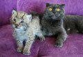 Кошка по кличке Моника и рысенок, которого она выкормила в зоопарке Чудесный Кошка по кличке Моника и рысенок, которого она выкормила в зоопарке Чудесный