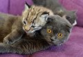 Кошка по кличке Моника и рысенок, которого она выкормила в зоопарке Чудесный Кошка по кличке Моника и рысенок, которого она выкормила в зоопарке Чудесный