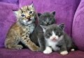 Рысенок, которого выкормила кошка по кличке Моника в зоопарке Чудесный недалеко от Уссурийска в Приморском крае, и ее детеныши Рысенок, которого выкормила кошка по кличке Моника в зоопарке Чудесный недалеко от Уссурийска в Приморском крае, и ее детеныши