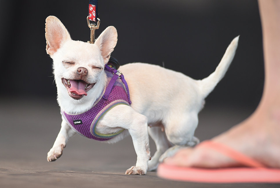 Собака на конкурсе Самая уродливая собака в мире(World's Ugliest Dog) Собака на конкурсе Самая уродливая собака в мире(World's Ugliest Dog)