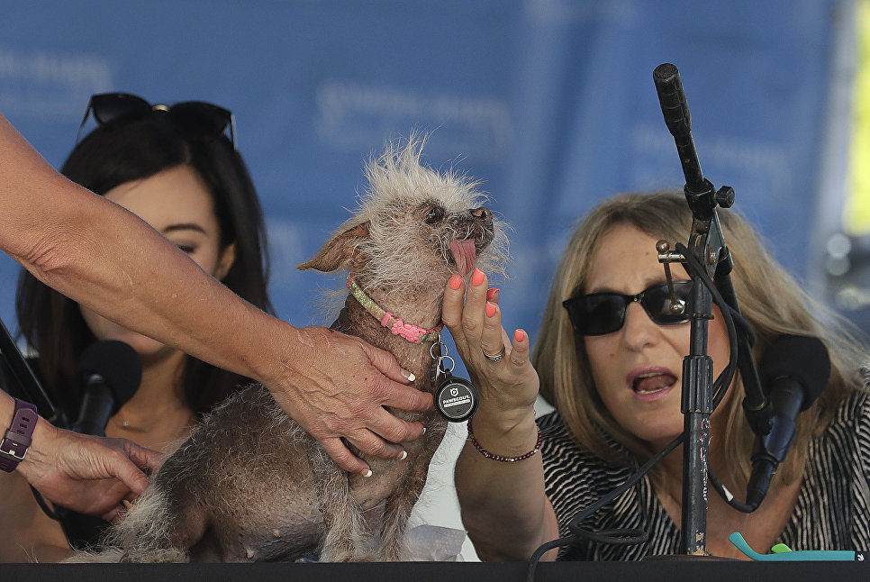 Собака на конкурсе Самая уродливая собака в мире(World's Ugliest Dog) Собака на конкурсе Самая уродливая собака в мире(World's Ugliest Dog)