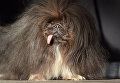 Собака на конкурсе Самая уродливая собака в мире(World's Ugliest Dog) Собака на конкурсе Самая уродливая собака в мире(World's Ugliest Dog)