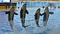 Шоу косаток в океанариуме Лоро парка (Loro Parque) на испанском острове Тенерифе Шоу косаток в океанариуме Лоро парка (Loro Parque) на испанском острове Тенерифе