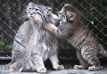 Самка манула со своим котенком, родившимся в мае 2018, в вольере Новосибирского зоопарка имени Р.А. Шило Самка манула со своим котенком, родившимся в мае 2018, в вольере Новосибирского зоопарка имени Р.А. Шило