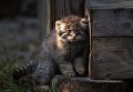 Котенок сибирского манула, родившийся в мае 2018 в Новосибирском зоопарке имени Р.А. Шило Котенок сибирского манула, родившийся в мае 2018 в Новосибирском зоопарке имени Р.А. Шило
