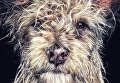 Работа фотографа Robin Robertis из Соединенных штатов Django Old man baby dog, занявшая первое место в категории Животные в фотоконкурсе 2018 iPhone Photography Awards Работа фотографа Robin Robertis из Соединенных штатов Django Old man baby dog, занявшая первое место в категории Животные в фотоконкурсе 2018 iPhone Photography Awards