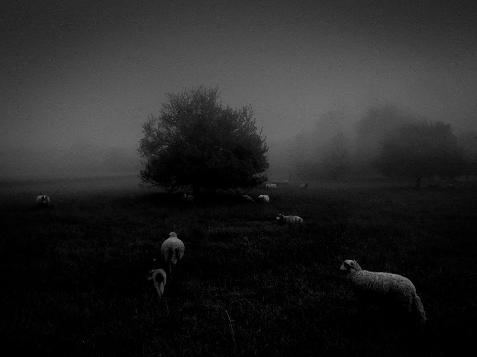 Работа фотографа Sukru Mehmet Omur из Франции Morning Fog, занявшая первое место в категории Природа в фотоконкурсе 2018 iPhone Photography Awards Работа фотографа Sukru Mehmet Omur из Франции Morning Fog, занявшая первое место в категории Природа в фотоконкурсе 2018 iPhone Photography Awards