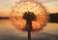 Работа фотографа Sara Ronkainen из Финляндии Dandelion sunset, занявшая первое место в категории Закат в фотоконкурсе 2018 iPhone Photography Awards Работа фотографа Sara Ronkainen из Финляндии Dandelion sunset, занявшая первое место в категории Закат в фотоконкурсе 2018 iPhone Photography Awards