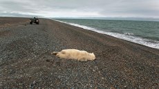 Убитый белый медведь на побережье Чукотского моря. Архивное фото Убитый белый медведь на побережье Чукотского моря. Архивное фото