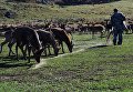 Сотрудник экопарка Леопарды на Гамова в Приморском крае подкармливает пятнистых оленей Сотрудник экопарка Леопарды на Гамова в Приморском крае подкармливает пятнистых оленей