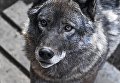 Канадский волк в вольере на территории зоопарка Садгород во Владивостоке Канадский волк в вольере на территории зоопарка Садгород во Владивостоке