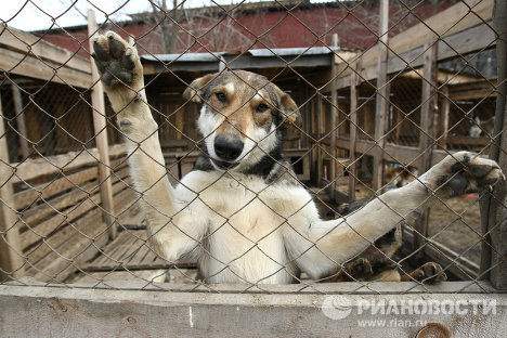 Работа приюта для собак в Новосибирске Работа приюта для собак в Новосибирске