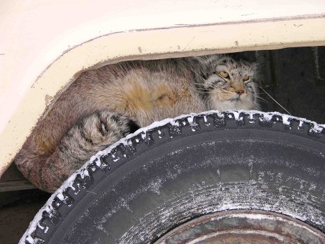 Забайкальский манул Забайкальский манул